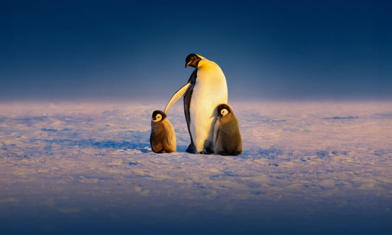 Poster of Secrets of the Penguins
