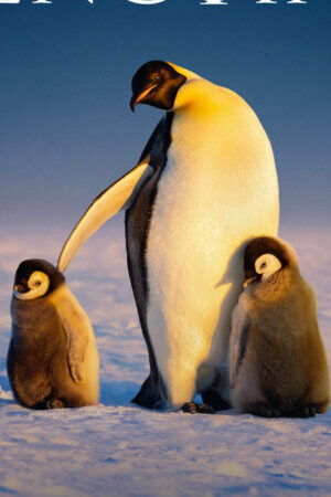 Xem phim Secrets of the Penguins  - Secrets of the Penguins (2025)